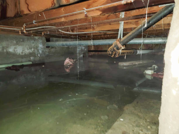 Best Professional water damage repair  in Spring Valley, WI